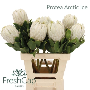 Protea cynaroides 'Arctic Ice'