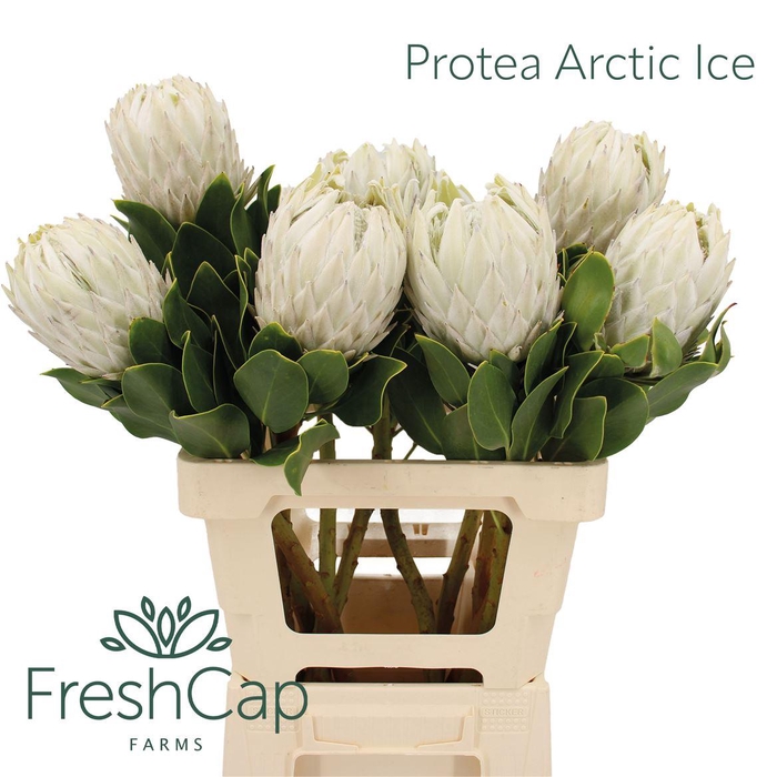 <h4>Protea Arctic Ice</h4>
