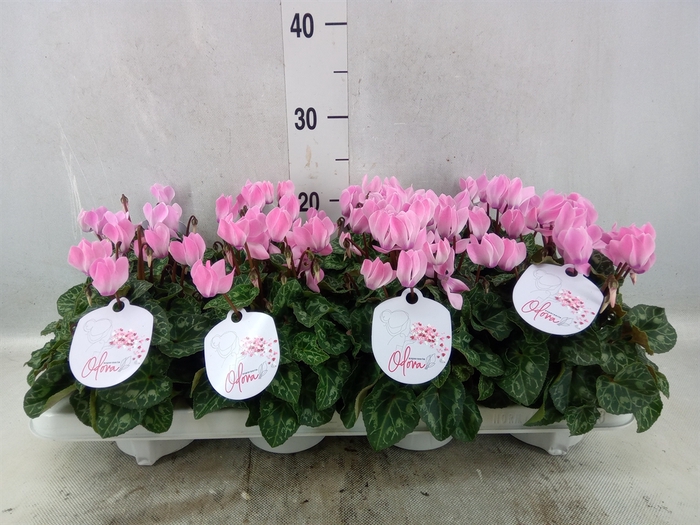 <h4>Cyclamen KL 'Odora Salmon Flamed'</h4>