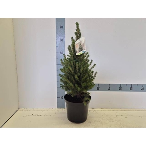 PICEA GL CONICA