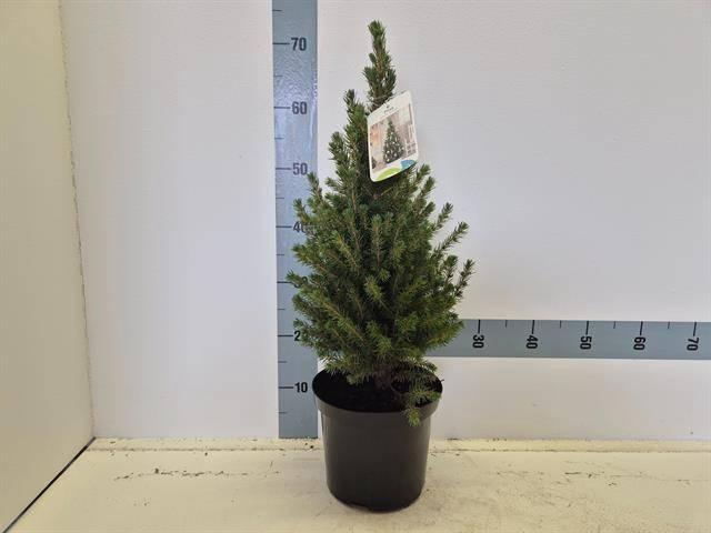 <h4>PICEA GL CONICA</h4>