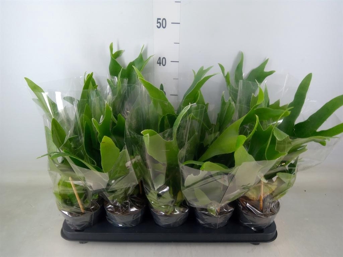 <h4>Platycerium bifurc.</h4>