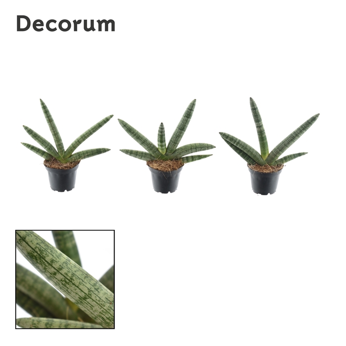 <h4>Sansevieria Skyline 7 cm (Decorum)</h4>