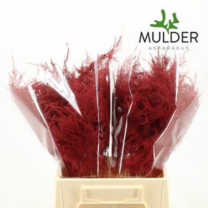 Asp Klb H% 1e Veren Red