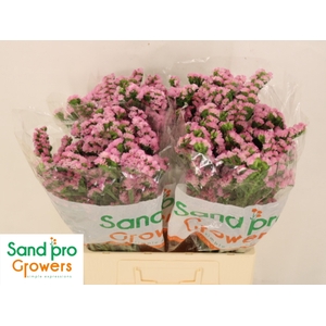 LIM S LUCIA PINK