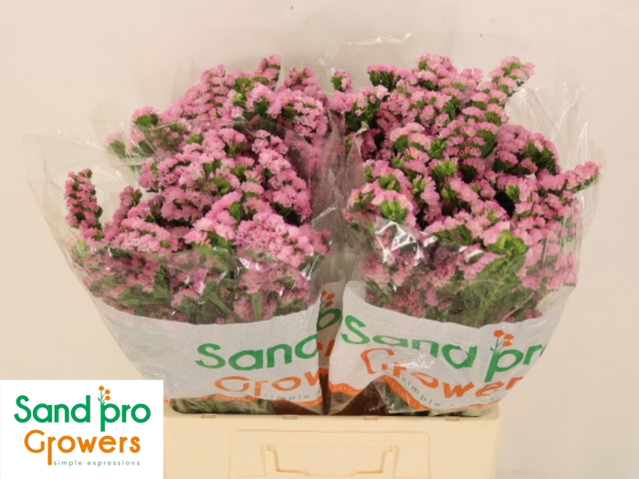 <h4>LIM S LUCIA PINK</h4>