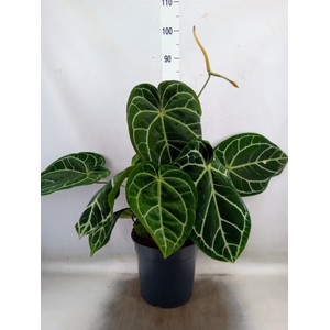Anthurium crys. 'Karma Crystal Hyb'