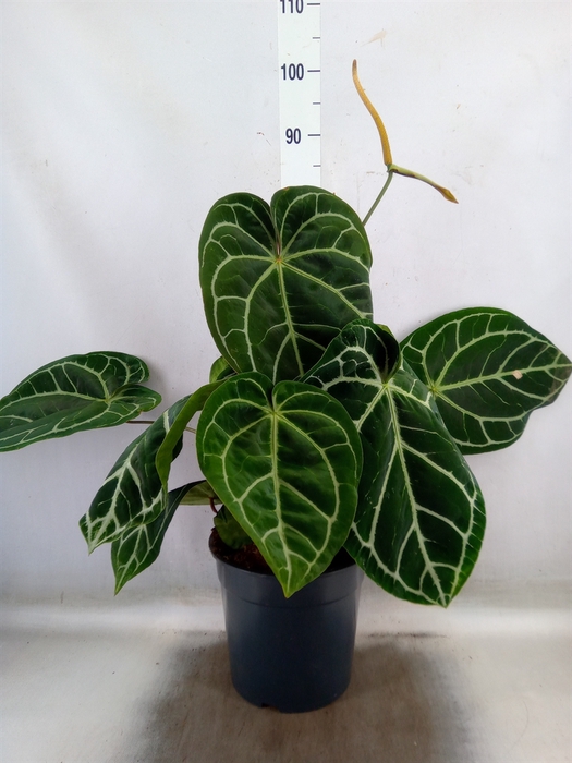 <h4>Anthurium crys. 'Karma Crystal Hyb'</h4>