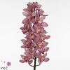 Cymb Dark Pink Oude Post Tak 12+