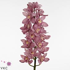 Cymb Dark Pink Oude Post Tak 12+