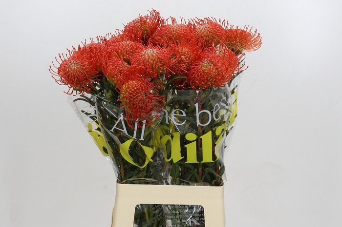 <h4>LEUCO CO SUCCESSION</h4>