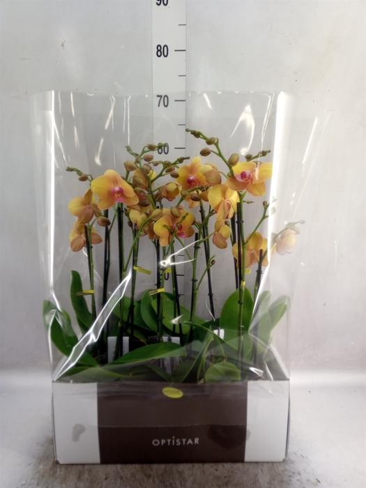 <h4>Phalaenopsis   ...orange</h4>