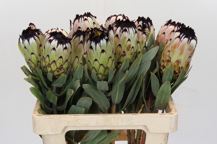 <h4>Protea Niobe</h4>