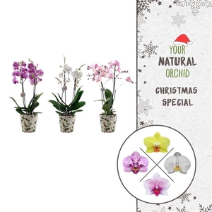 Christmas | 2 spike Flower Symphony mix | Kerst potcover