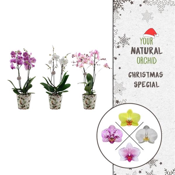 <h4>Christmas | 2 spike Flower Symphony mix | Kerst potcover</h4>