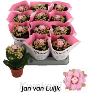 Kalanchoe More Flowers Lillian