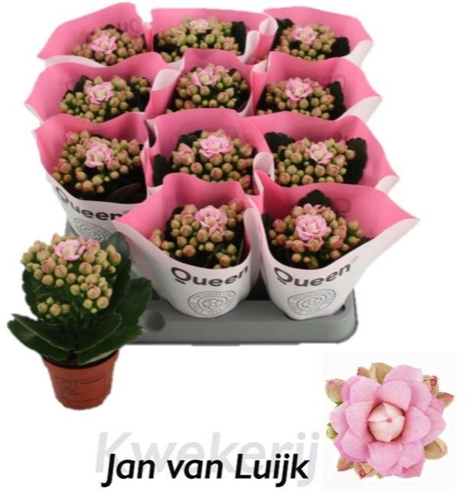 <h4>Kalanchoe More Flowers Lillian</h4>