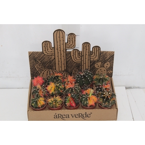 CACTUS GYMNOCALYCIUM MIHANOVICHII P06