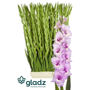 GLAD GR ZAMORA