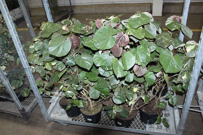 <h4>HIBISCUS TILIACEUS TRICOLOR P20</h4>