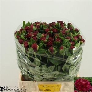 Paeo Henry Bockstoce