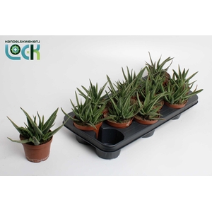 Gasteria Doreen