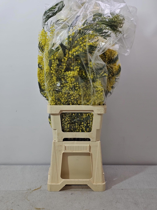 <h4>ACACIA MIRANDOL BS</h4>