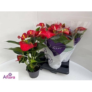 ANTHU AN BAMBINO RED