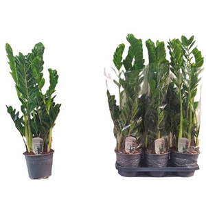 .Zamioculcas zamiifolia