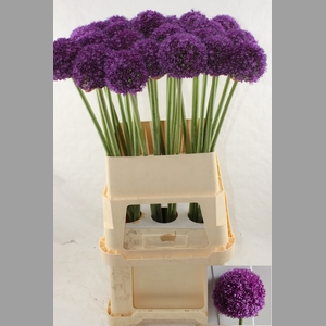 ALLIUM AMBASSADOR
