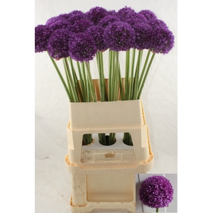 ALLIUM AMBASSADOR