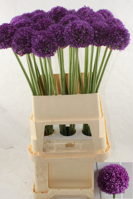 <h4>ALLIUM AMBASSADOR</h4>