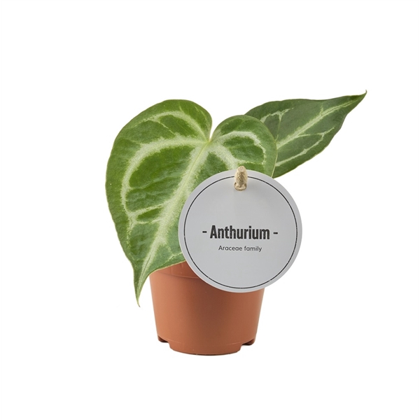 <h4>Anthurium Silver Blush</h4>