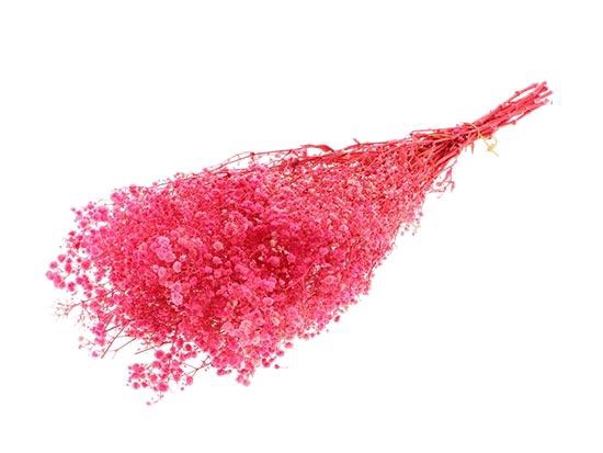 Bunch Gypsophila Pres. 240gr L70