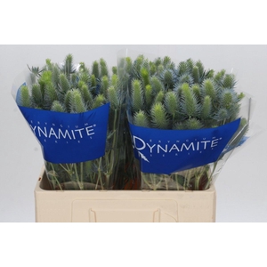 Eryngium Electric Dynamite