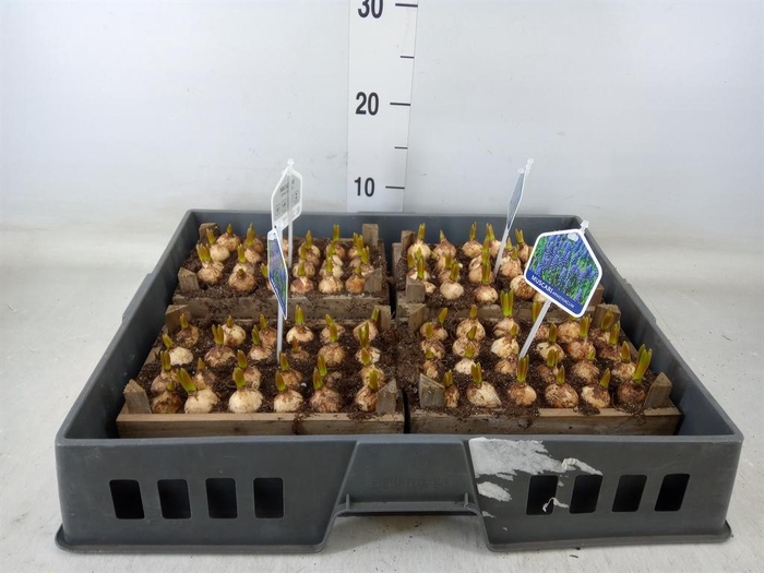 <h4>Arr.  Muscari L%</h4>