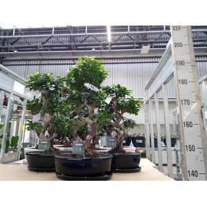 Ficus microcarpa 'Ginseng'