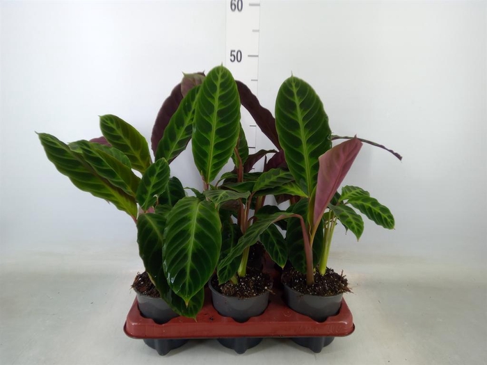 <h4>Calathea warscewiczii</h4>