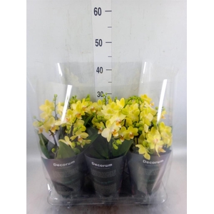 Phalaenopsis multi. 'Ant Albenga'