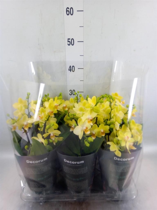 <h4>Phalaenopsis multi. 'Ant Albenga'</h4>