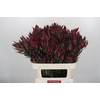 Leucadendron Saf Sunset Dark R.Spray