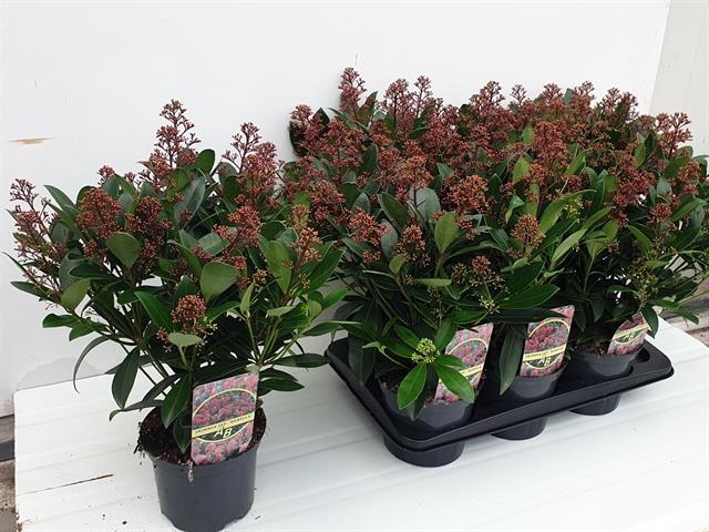 Skimmia jap. Rubella 17Ø 50cm 20fl