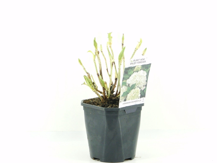 <h4>Hydrangea macr. wit</h4>