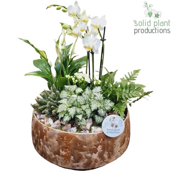 <h4>Arrangementen Orchidee H%</h4>