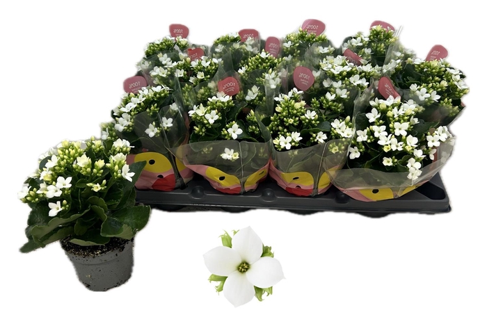 <h4>KALANCHOE WHITE PAULINE</h4>