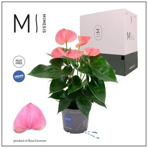 Mimesis Anthurium KARMA Pink - 12cm