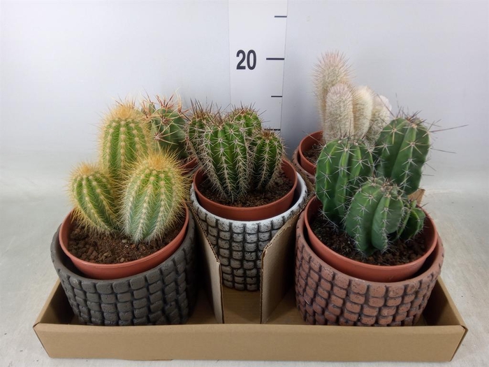 <h4>Cactus   ...</h4>