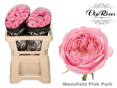 <h4>R Kl Mansfi Pin Park</h4>