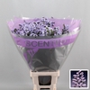 Limonium sinuatum Donau Birds
