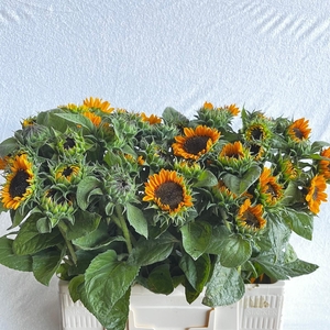 HELI SONJA